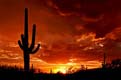 Saguaro National Park east of Tucson, Arizona