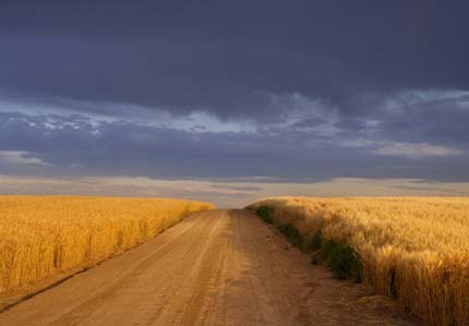 A golden Kansas wheat field and blue sky