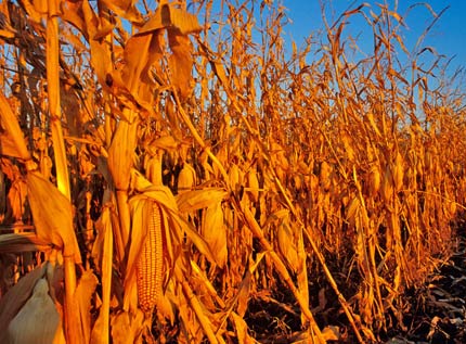 Corn fields of North Dakota near Grand Forks, ND