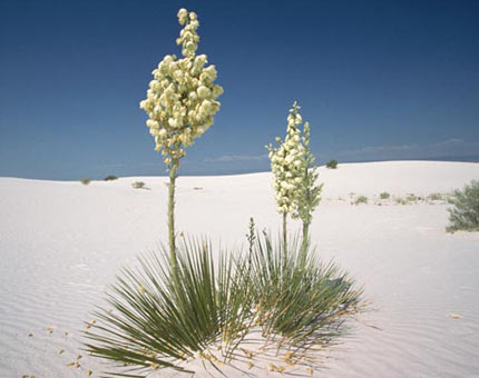 State flower of New Mexico: Yucca