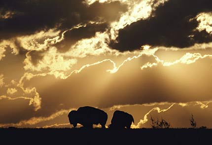 Oklahoma buffalos near Lawton, OK