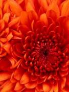 Dawn's picture - Trust me, I'm the one you want! tutor in Texico NM