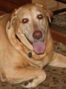 Randy's picture - Experienced, patient and kind biology and health science tutor. tutor in Astoria OR