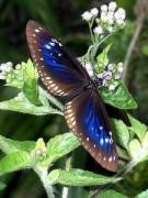 Dominique's picture - Skilled ASL Instructor for all ages/ individual or groups tutor in Bethesda MD