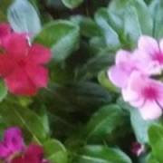 Heera's picture - Customized and Holistic Learning Solutions for Personalized Success. tutor in Webster TX