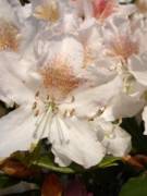 Jill's picture - Math, Science and Engineering Tutor tutor in Arvada CO