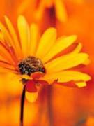 Richard's picture - I am very versed in Language, Social studies and Science. tutor in South Bend IN