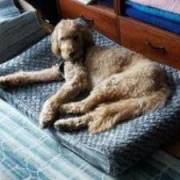 Terry's picture - Retired accounting professor tutor in Winston Salem NC