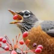 Robin's picture - 25+ years' experience: Tutor for gen chem , allied health, introchem tutor in Centralia WA